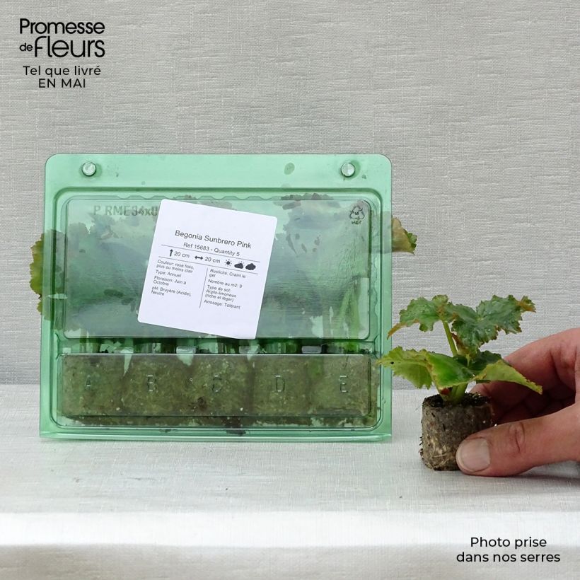 Amostra de Begonia Sunbrero Pink Mini-torrão Ø 3/4 cm tal como entregue na primavera