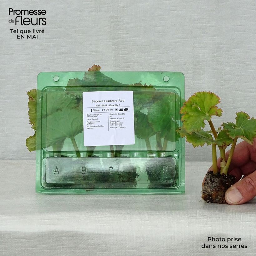 Amostra de Begonia Sunbrero Red Mini-torrão Ø 3/4 cm tal como entregue na primavera