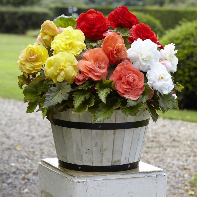 Begónia tuberosa Superba mix 5 cores (Hábito)