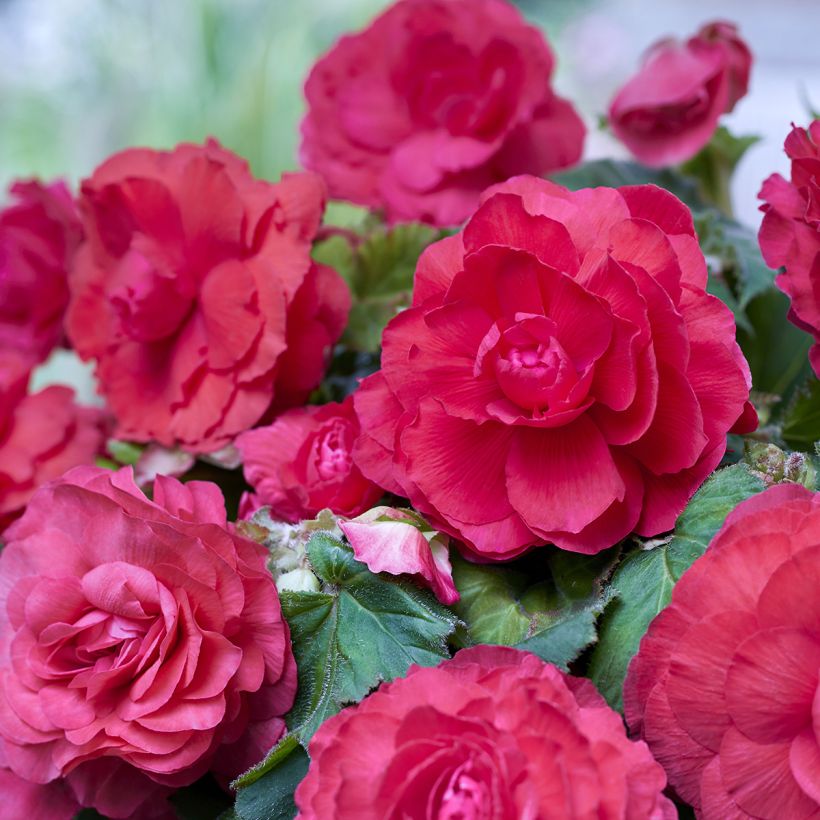 Begónia tuberosa Superba Rosa (Floração)