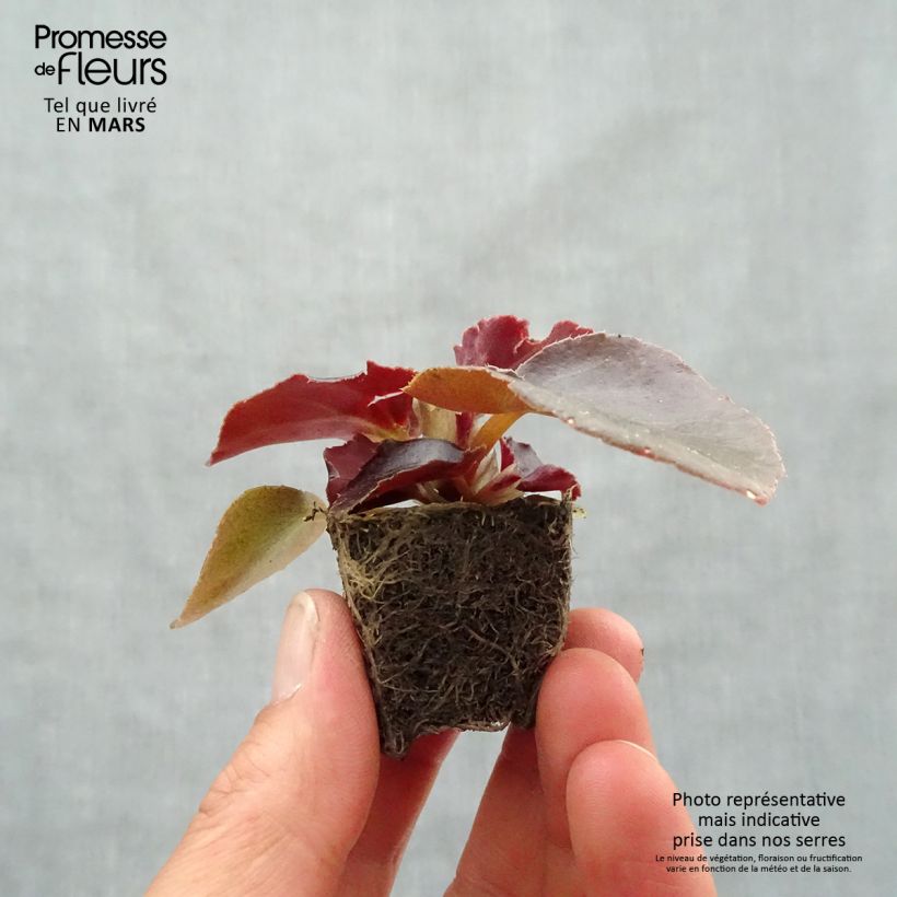 Amostra de Bégonia Viking Bronze Red Mini-mottes  Mini-torrão Ø 3/4 cm tal como entregue na primavera