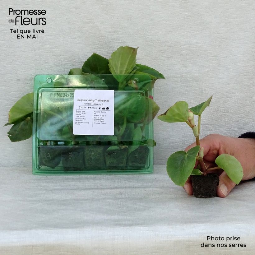Amostra de Begonia Viking Trailing Pink  Mini-motte Ø 3/4 cm tal como entregue na primavera