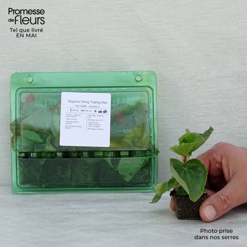 Amostra de Begonia Viking Trailing Red  Mini-motte Ø 3/4 cm tal como entregue na primavera
