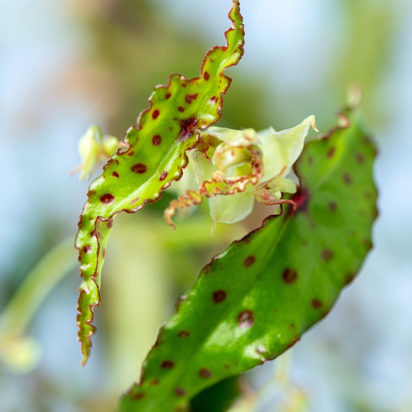 Begonia amphioxus - Begónia (Folhagem)