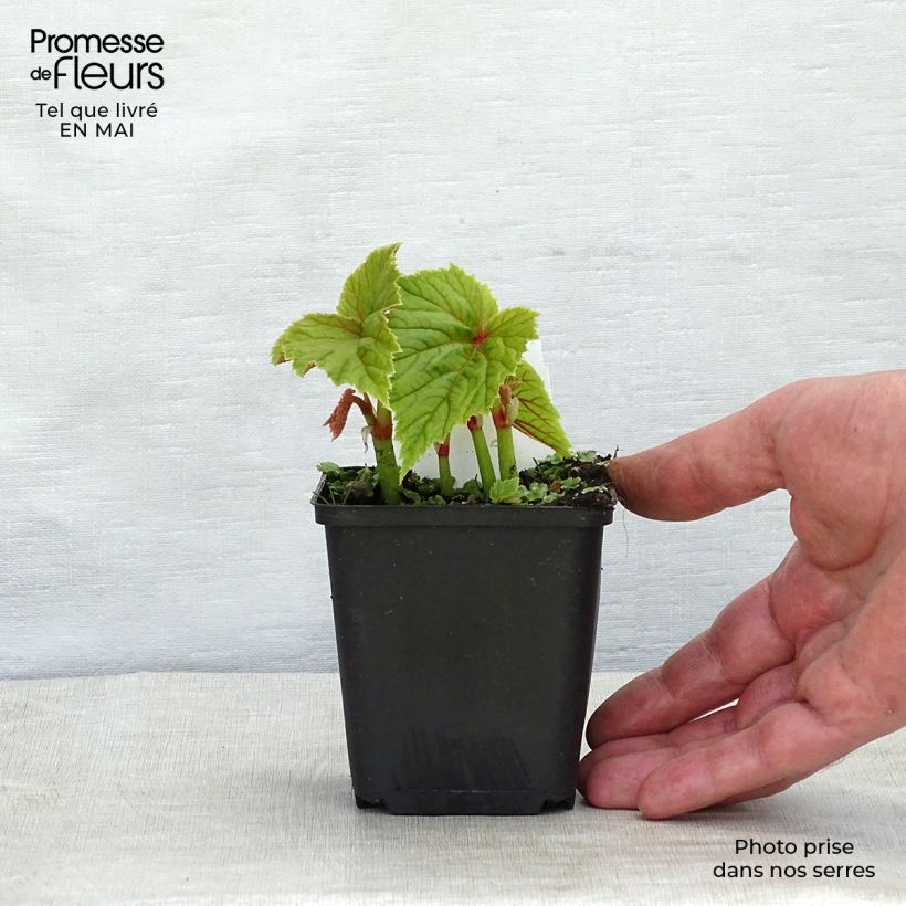 Amostra de Begónia grandis subsp. evansiana Vaso de 8/9 cm tal como entregue na primavera