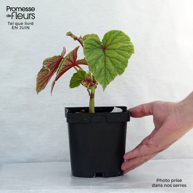 Amostra de Begónia grandis subsp. evansiana Vaso de 8/9 cm tal como entregue no verão