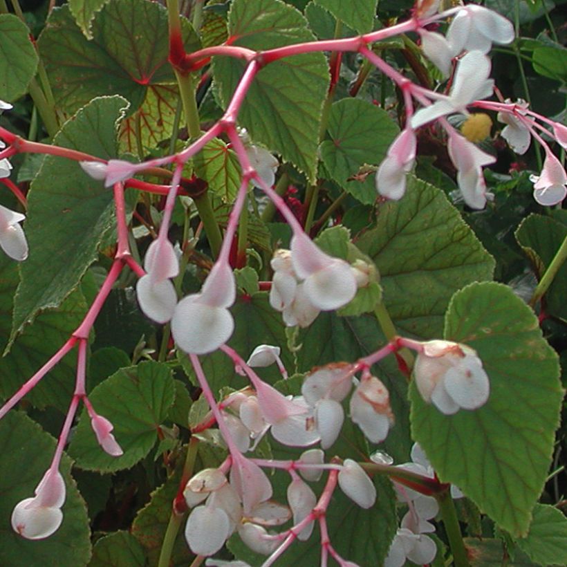 Begonia grandis subsp. evansiana var. alba (Floração)