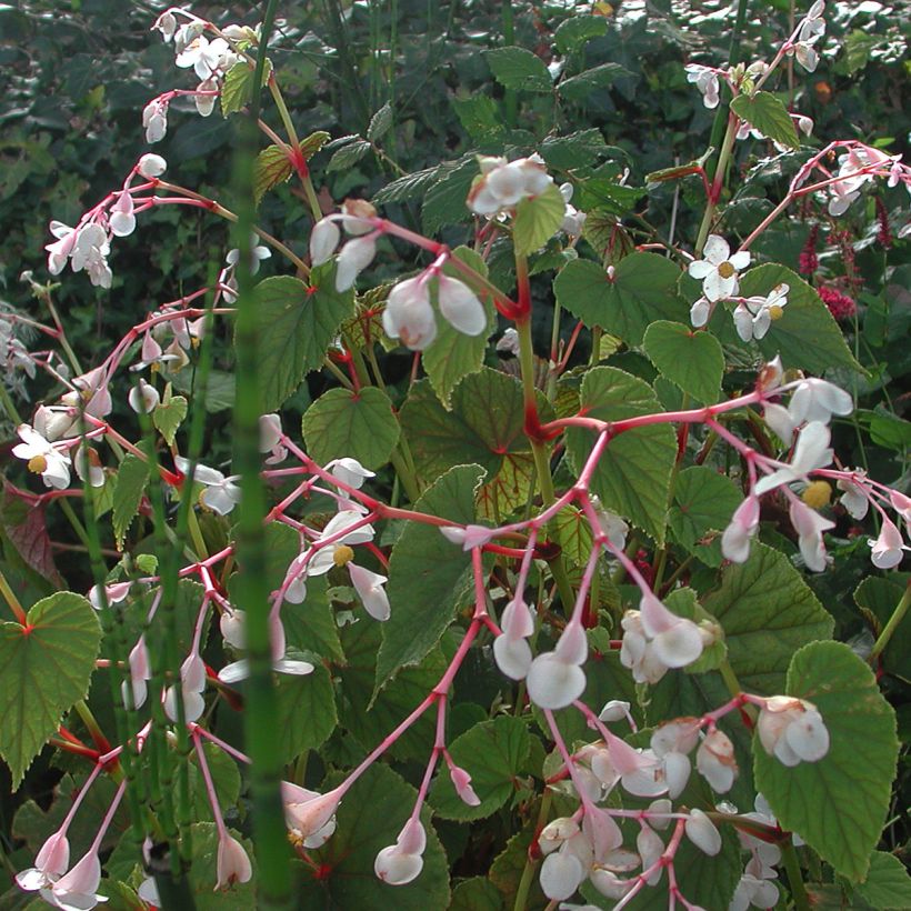 Begonia grandis subsp. evansiana var. alba (Hábito)