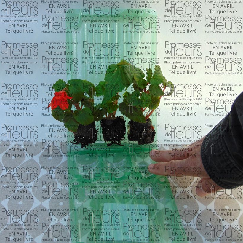 Exemplo de amostra de Bégonia retombant Belleconia Hot orange Mini-torrão Ø 3/4 cm tal como entregue