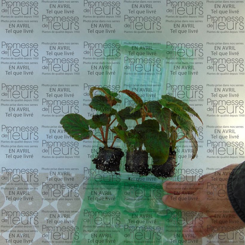 Exemplo de amostra de Bégonia retombant Belleconia Soft Orange Mini-torrão Ø 3/4 cm tal como entregue