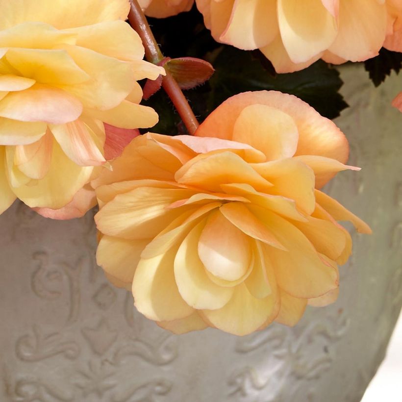 Begónia pendente Fragrant Falls Peach em minimottes (Floração)