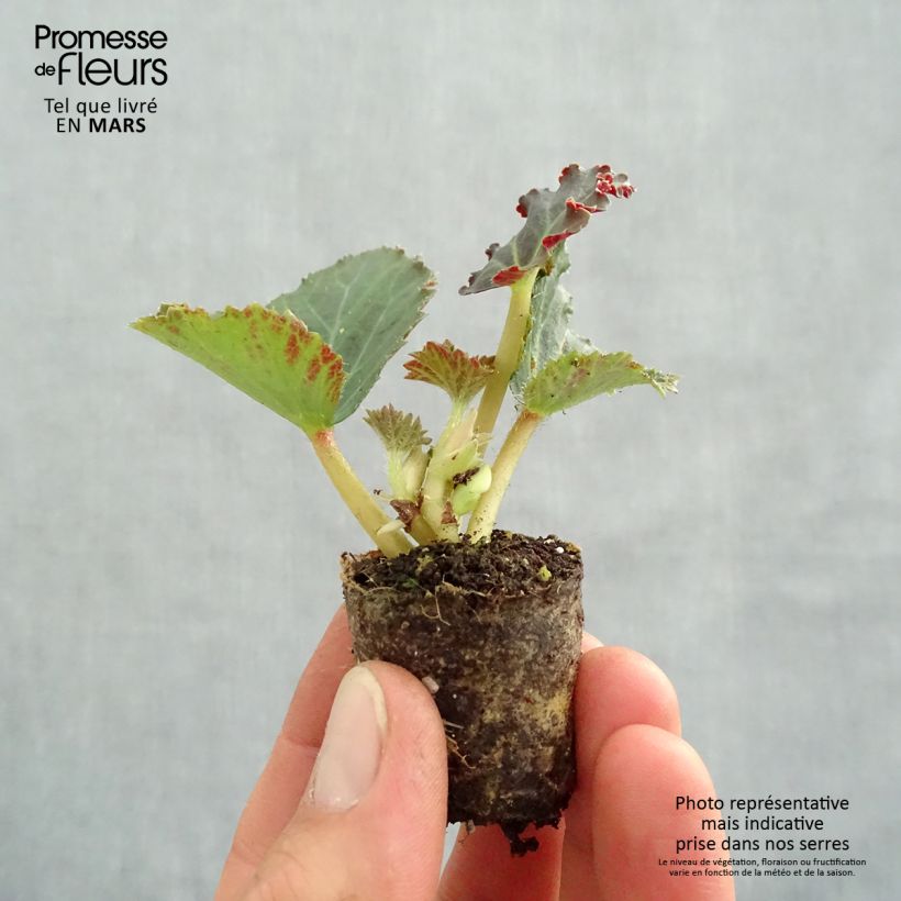 Amostra de Bégonia retombant Fragrant Falls Peach en Mini-mottes Mini-torrão Ø 3/4 cm tal como entregue na primavera