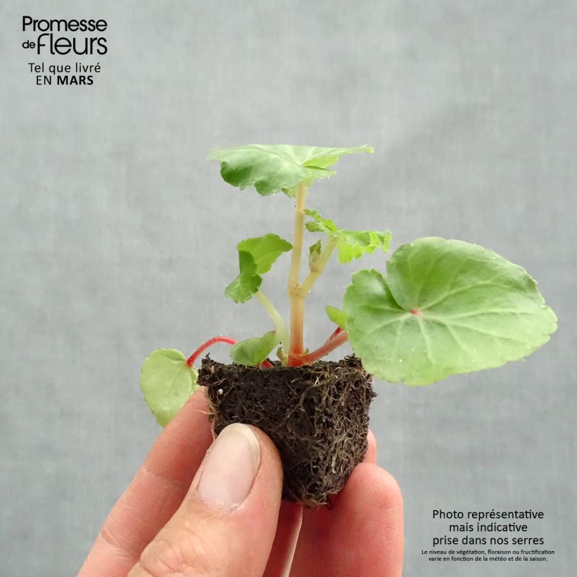 Amostra de Bégonia retombant Illumination Ecarlate Mini-torrão Ø 3/4 cm tal como entregue na primavera