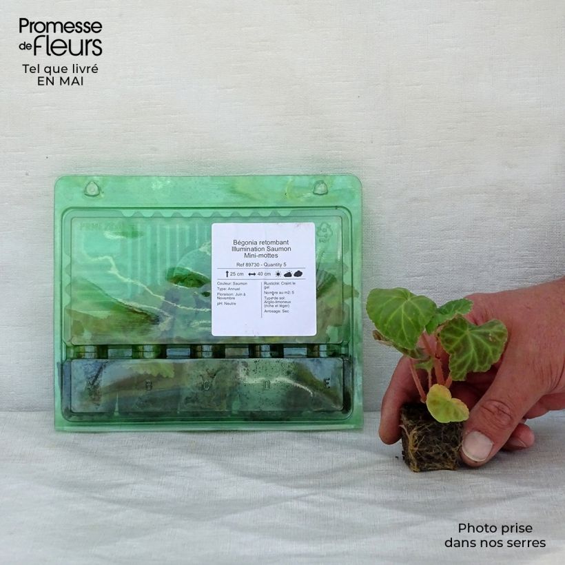 Amostra de Bégonia retombant Illumination Saumon Mini-mottes Mini-motte Ø 3/4 cm tal como entregue na primavera