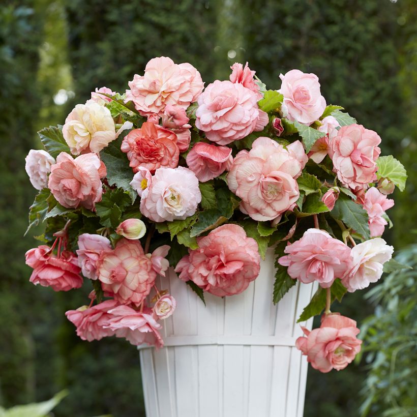 Begónia tuberosa Splendide Flamenca (Hábito)