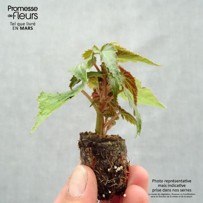 Amostra de Bégonia retombant Summerwings Apricot en Mini motte Mini-torrão Ø 3/4 cm tal como entregue na primavera