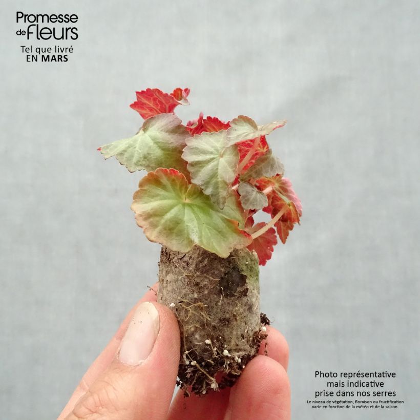 Amostra de Bégonia retombant Summerwings Dark Elegance Mini-torrão Ø 3/4 cm tal como entregue na primavera