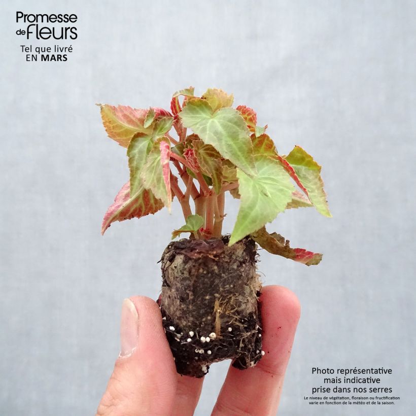 Amostra de Bégonia retombant Summerwings Pink Elegance Mini-torrão Ø 3/4 cm tal como entregue na primavera