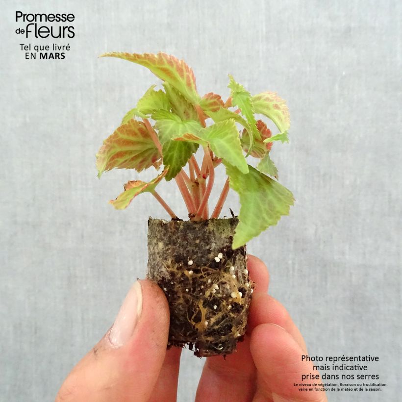 Amostra de Begonia retombant Summerwings White Elegance Mini-torrão Ø 3/4 cm tal como entregue na primavera