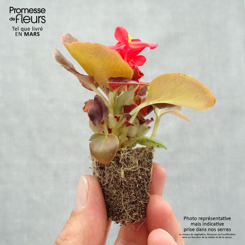 Amostra de Begónia sempre-flor Organdy F1 Mix Jardimotte: torrão de 3,8 cm x 3,2 cm em tabuleiro de cultivo de 16 unidades tal como entregue na primavera