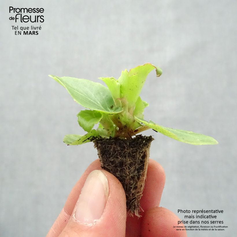 Amostra de Begónia sempre-flor Organdy F1 Mix Mini-torrão: torrão de 2,2 cm x 2 cm em tabuleiro de cultivo de 35 unidades tal como entregue na primavera