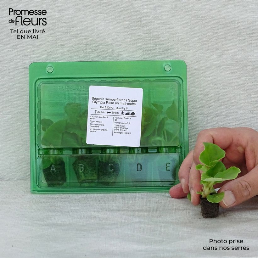 Amostra de Bégonia semperflorens Super Olympia Rose Mini-torrão Ø 1,5/2,5 cm tal como entregue na primavera