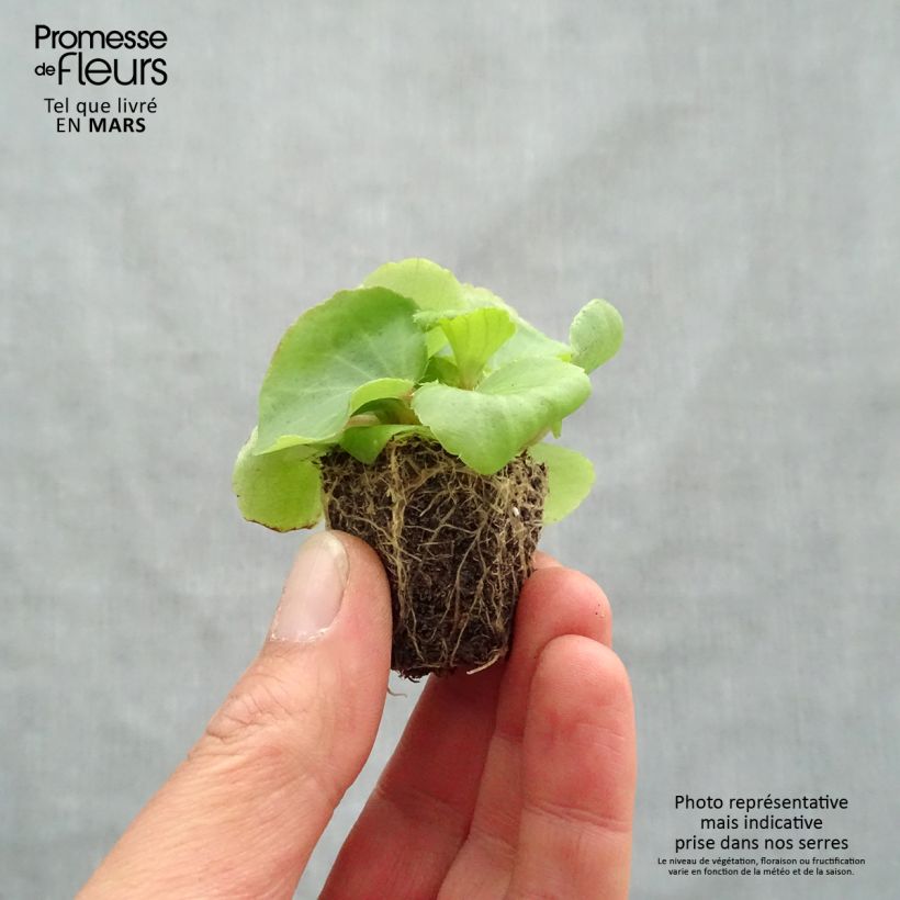 Amostra de Bégonia semperflorens Super Olympia Rose Jardimotte: torrão de 3,8 cm x 3,2 cm em tabuleiro de cultivo de 16 unidades tal como entregue na primavera