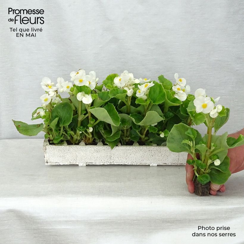 Amostra de Bégonia semperflorens Super Olympia blanc Jardimotte: torrão de 3,8 cm x 3,2 cm em tabuleiro de cultivo de 16 unidades tal como entregue na primavera