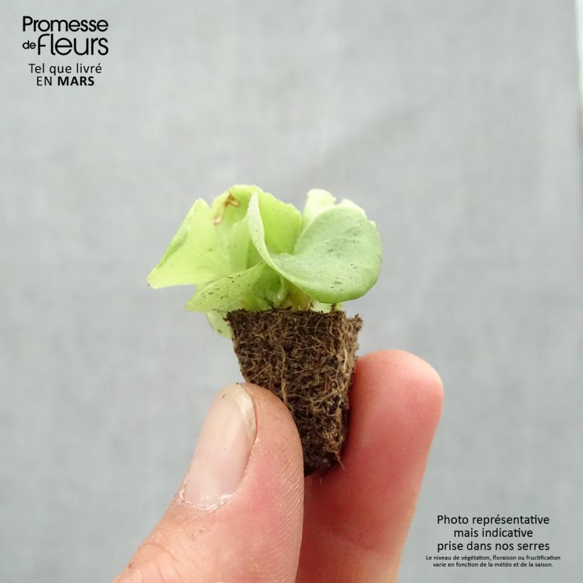 Amostra de Bégonia semperflorens Super Olympia blanc Mini-torrão: torrão de 2,2 cm x 2 cm em tabuleiro de cultivo de 35 unidades tal como entregue na primavera