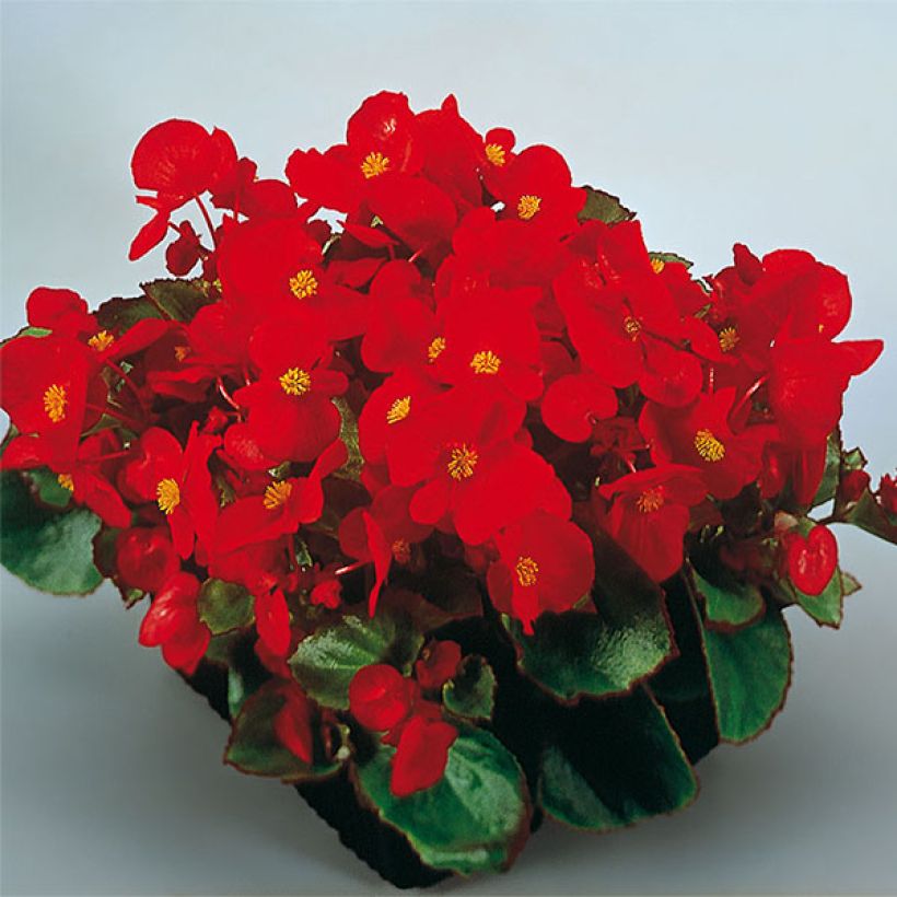 Begónia sempre-flor Super Olympia Vermelho (Floração)