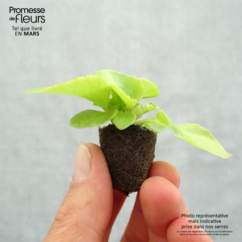 Amostra de Bégonia semperflorens Super Olympia rouge Mini-torrão Ø 1,5/2,5 cm tal como entregue na primavera