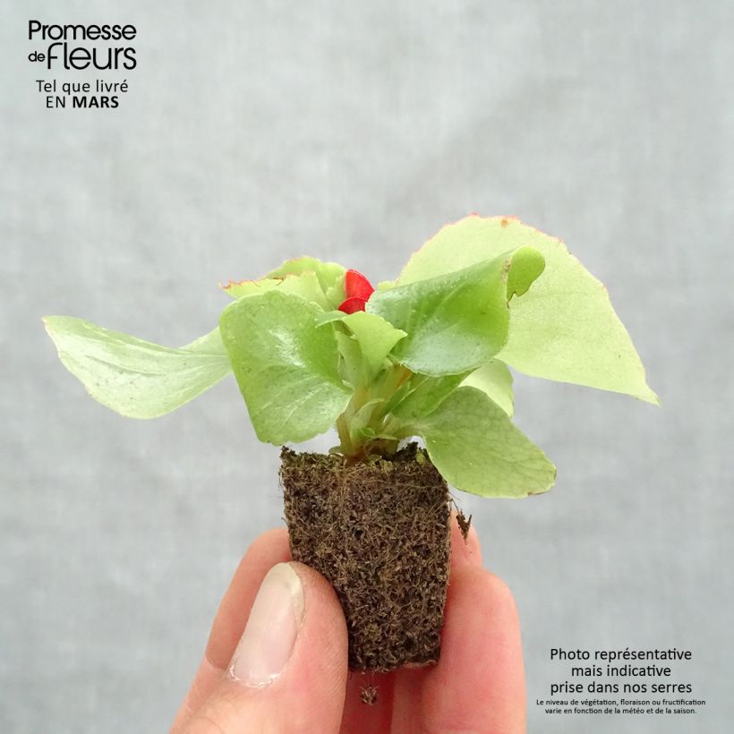 Amostra de Bégonia semperflorens Super Olympia rouge Jardimotte: torrão de 3,8 cm x 3,2 cm em tabuleiro de cultivo de 16 unidades tal como entregue na primavera