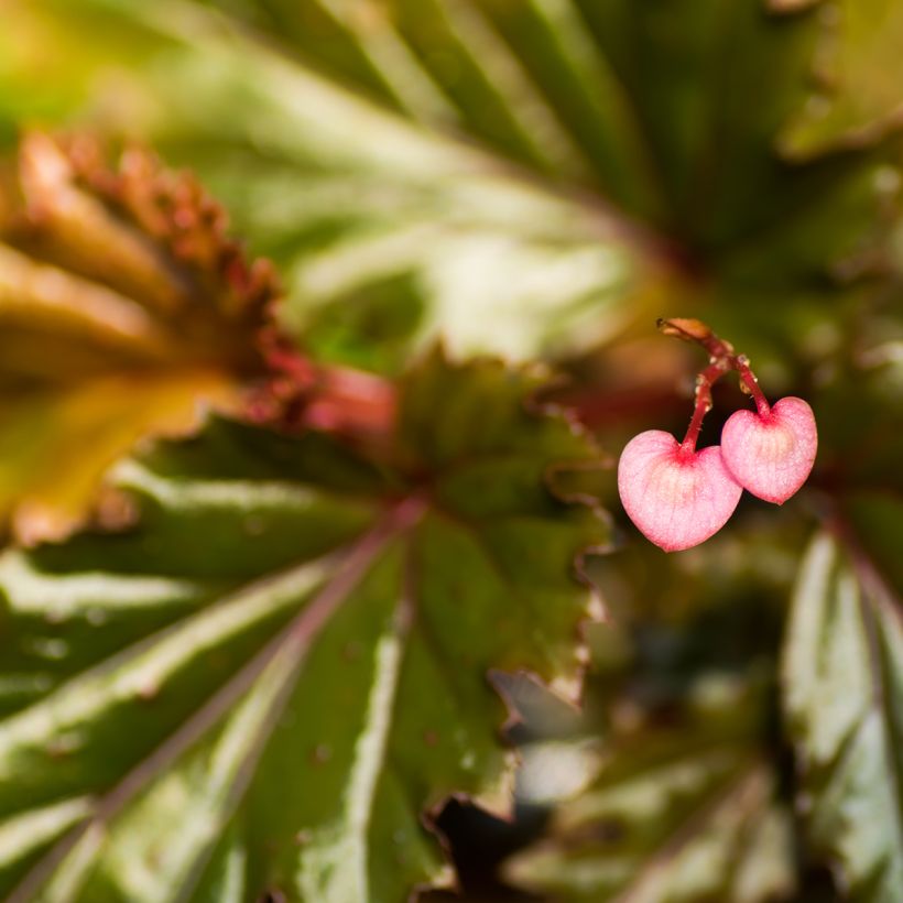 Begonia Wings serratipetala (Floração)