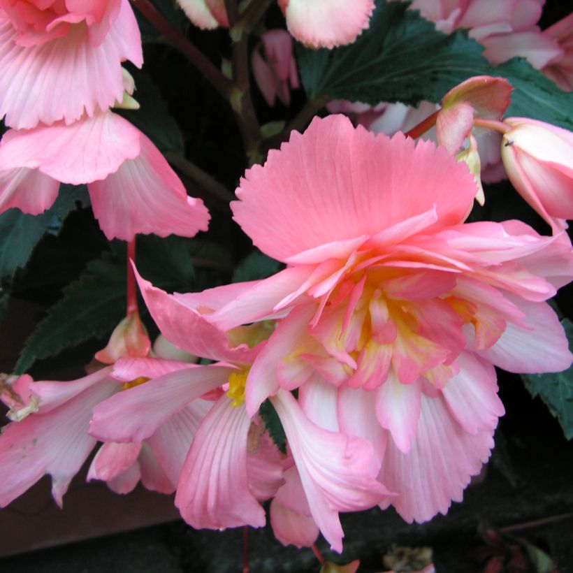 Begonia pendula Chanson Pink and White Bicolor em sementes (Floração)