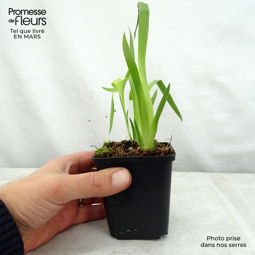 Amostra de Belamcanda chinensis Hello Yellow Vaso de 8/9 cm tal como entregue na primavera