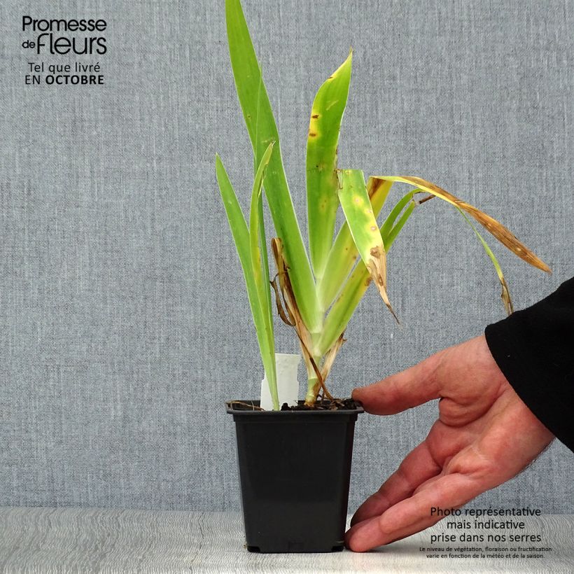 Amostra de Belamcanda chinensis Hello Yellow Vaso de 8/9 cm tal como entregue no outono