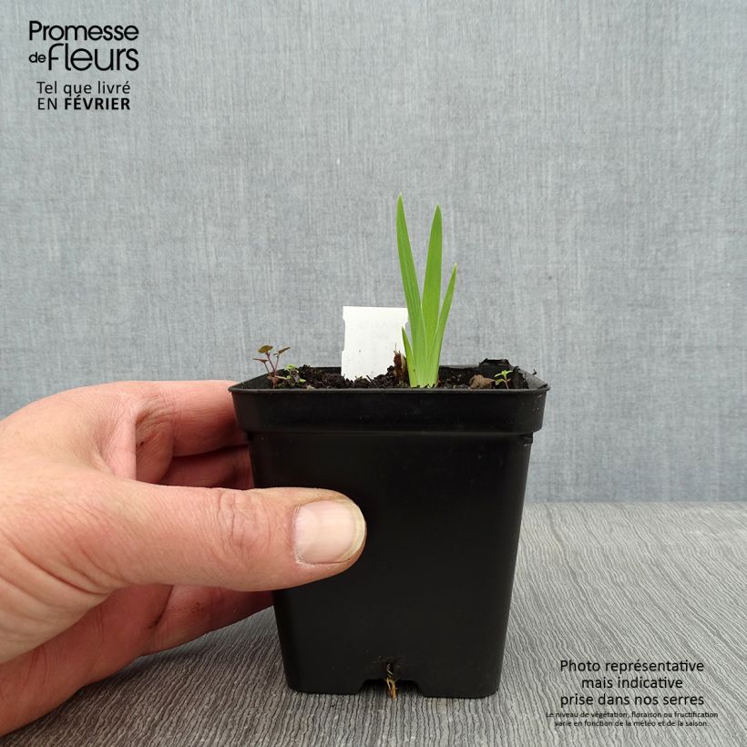 Amostra de Belamcanda chinensis Hello Yellow - Iris tigré Vaso de 8/9 cm tal como entregue no inverno