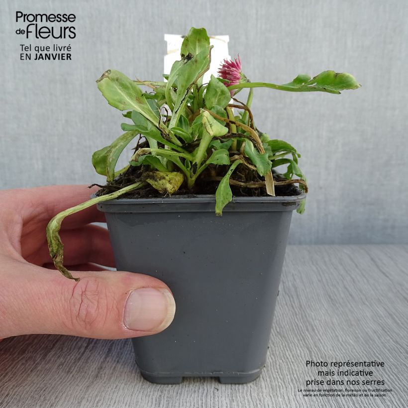 Amostra de Bellis perennis Roode -  Pâquerette rouge Godet de 8/9 cm tal como entregue no inverno