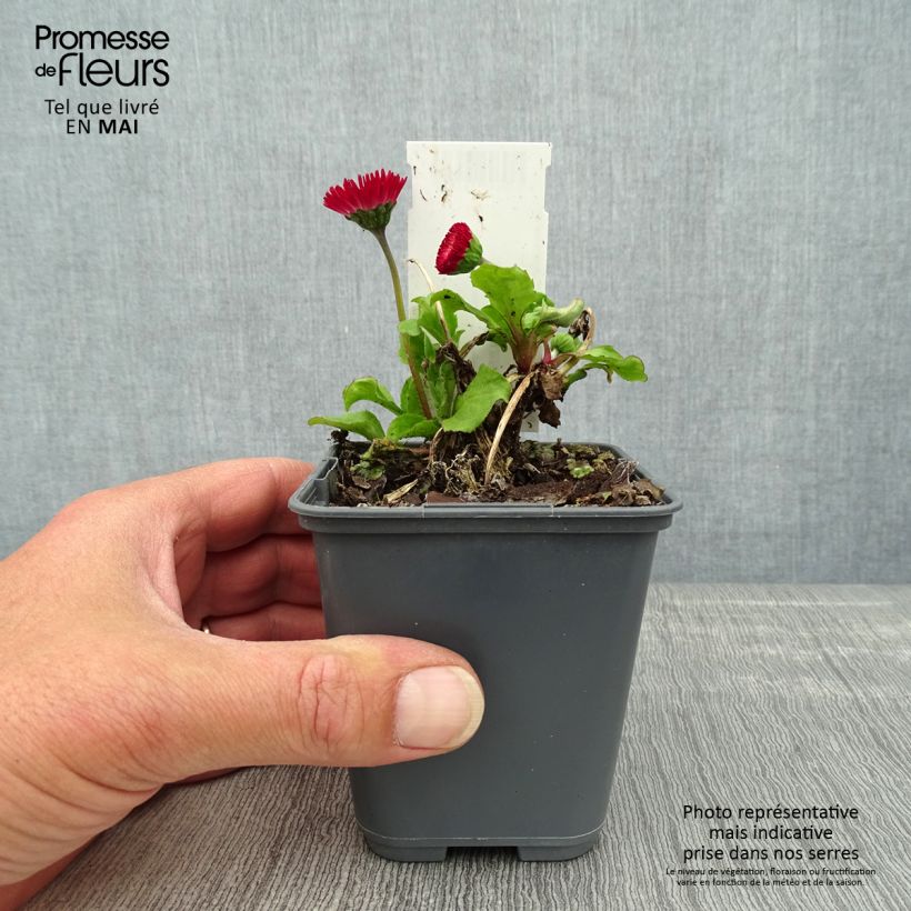 Amostra de Bonina perennis Roode Vaso de 8/9 cm tal como entregue na primavera