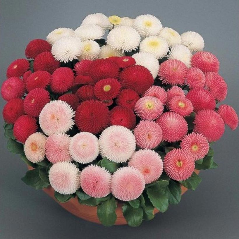 Bonina perennis Tasso em minimottes (Floração)