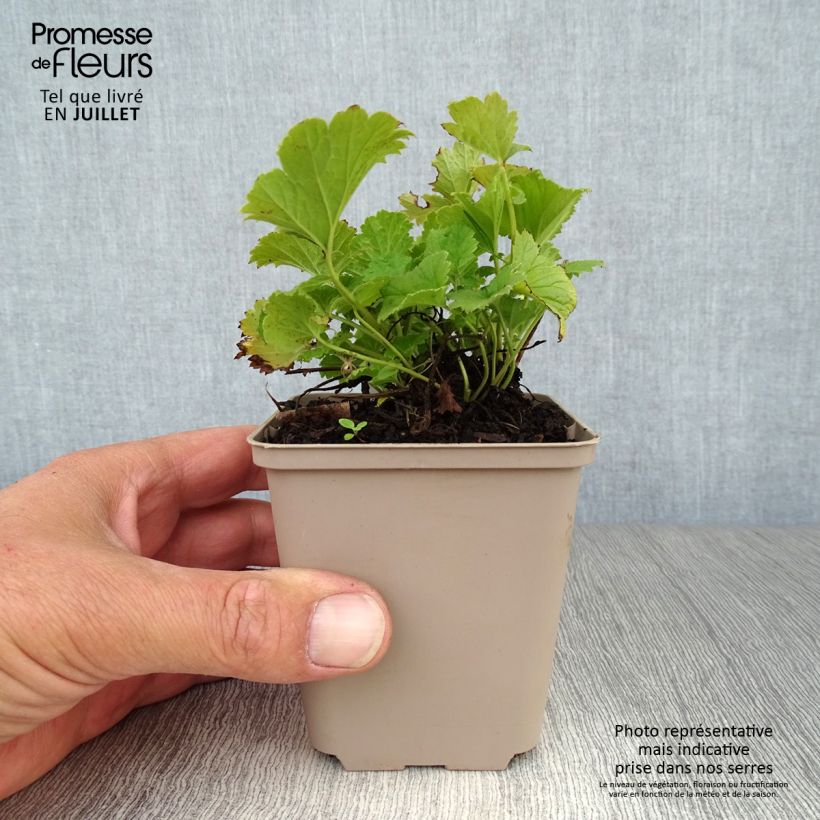 Amostra de Geum Cocktail Alabama Slammer Vaso de 8/9 cm tal como entregue no verão