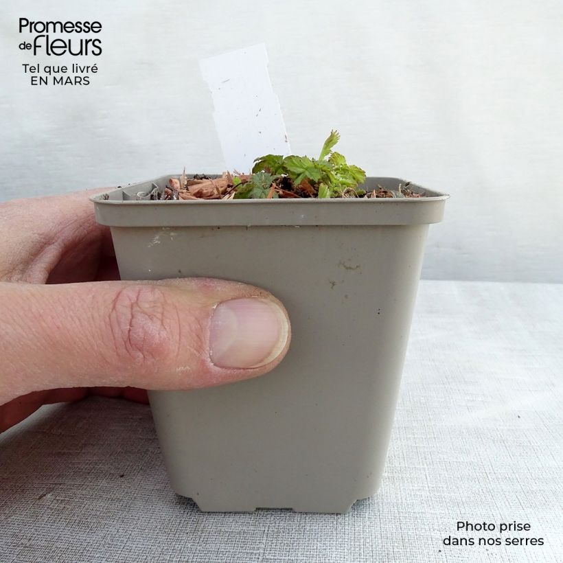 Amostra de Geum Cocktail Alabama Slammer Vaso de 8/9 cm tal como entregue na primavera