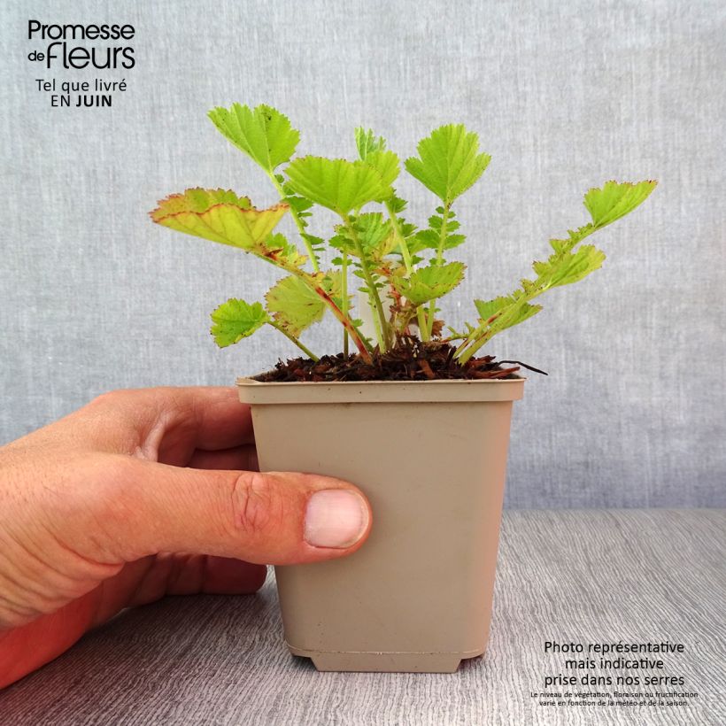 Amostra de Geum chiloense Dolly North Vaso de 8/9 cm tal como entregue no verão