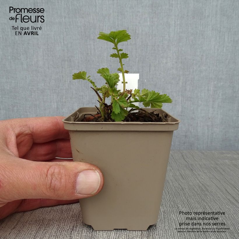 Amostra de Geum Fire Storm® Vaso de 8/9 cm tal como entregue na primavera