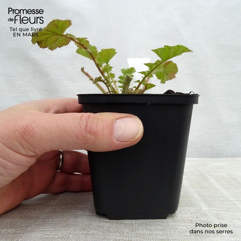 Amostra de Benoîte Fire Storm Vaso de 8/9 cm tal como entregue no inverno