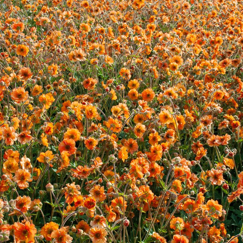 Geum Fire Storm® (Hábito)
