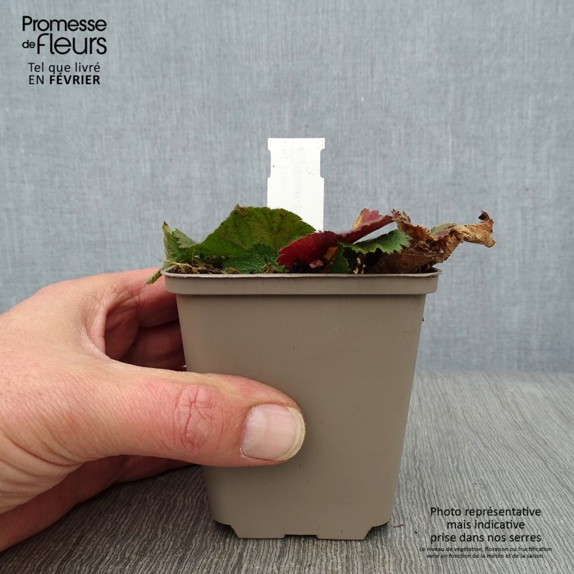 Amostra de Benoîte Sigiswang Vaso de 8/9 cm tal como entregue no inverno