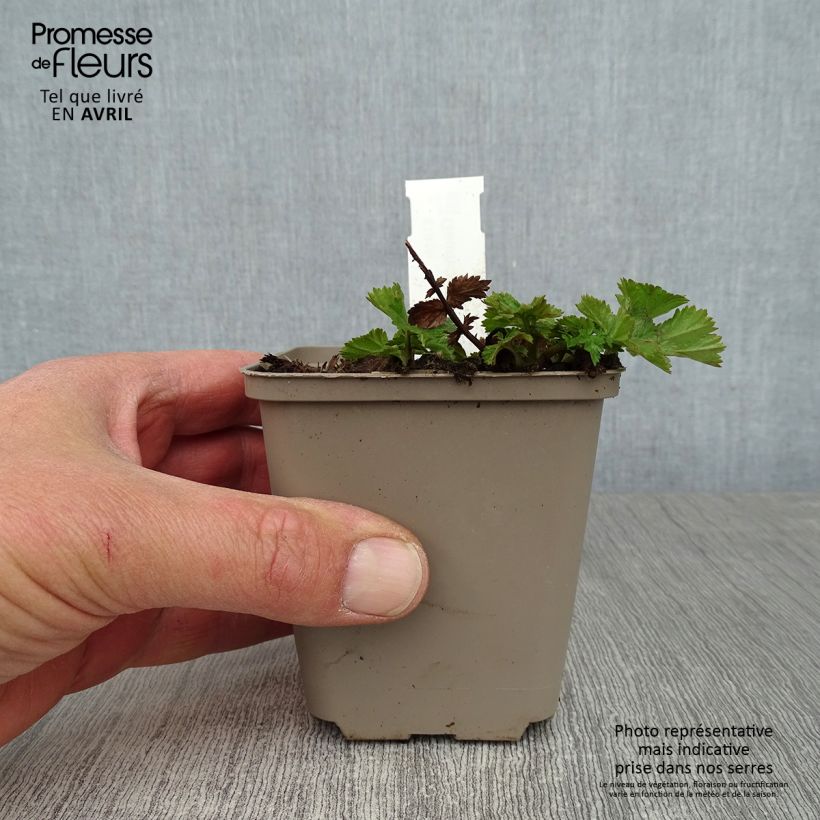 Amostra de Geum chiloense Sigiswang Vaso de 8/9 cm tal como entregue na primavera