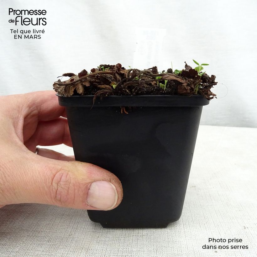 Amostra de Geum rivale Album Vaso de 8/9 cm tal como entregue na primavera