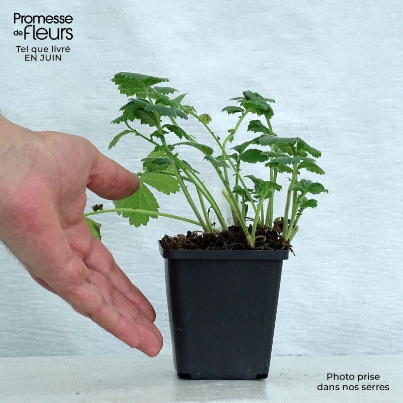 Amostra de Geum rivale Album Vaso de 8/9 cm tal como entregue no verão